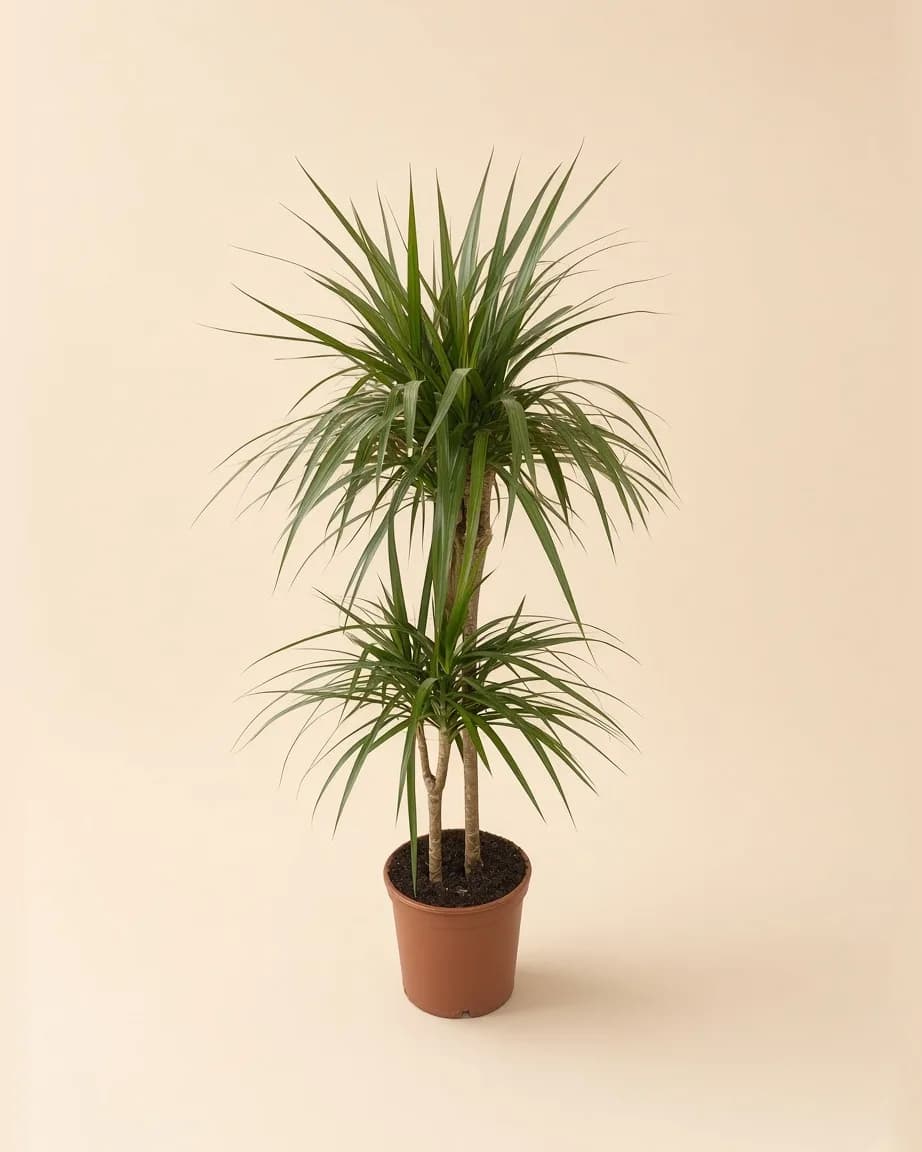 Toprak saksıda ince yapraklı Dracaena marginata bitkisi