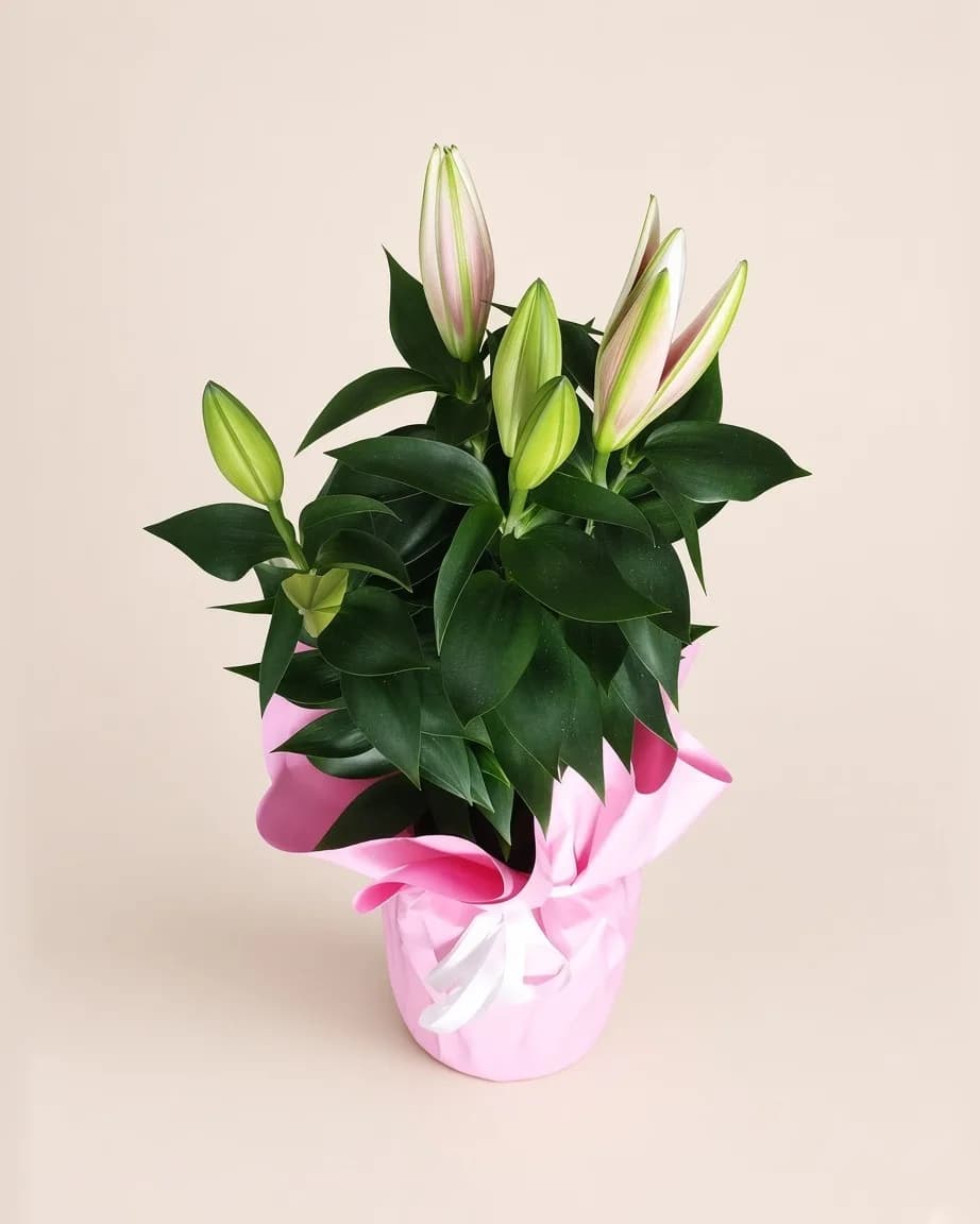 Pembe ambalajlı saksıda tomurcuklu pembe lilyum bitkisi